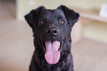 Why Do Dogs Stare at Me? The Secret Language of Canine Eyes