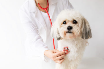 Pet Healthcare: A Comprehensive Guide for Owners