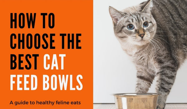 The Silent Health Guardian at Your Pet’s Mealtime: Choosing the Perfect Food Bowl