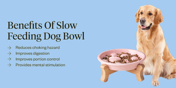 Slow Feeder Bowl