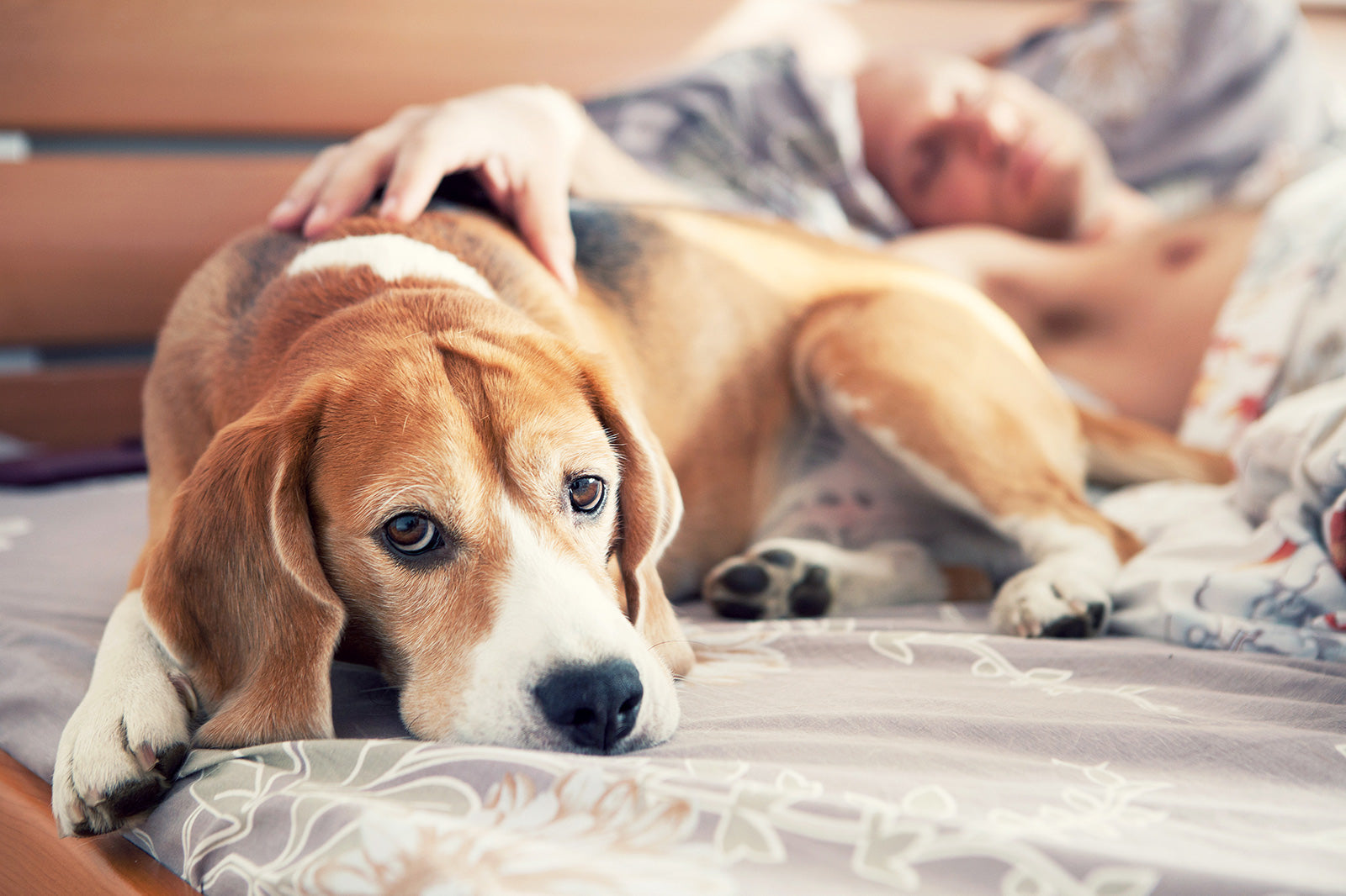 Recognizing Dog's Aging Signs for Gentle Goodbyes
