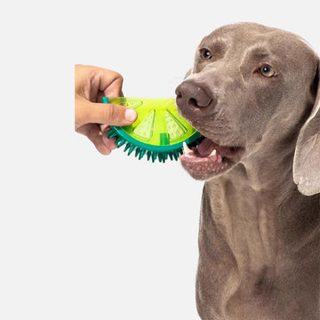 The Symphony of Serenity: Orchestrating Calm for Your Stressed Canine Companion