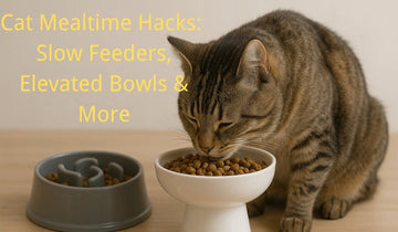 Cat Mealtime Hacks: Slow Feeders, Elevated Bowls & More