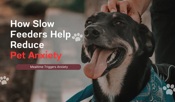 How Slow Feeders Help Reduce Pet Anxiety