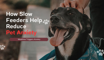 How Slow Feeders Help Reduce Pet Anxiety