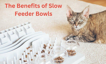 Why Ceramic Slow Feeder Bowls Are Revolutionizing Pet Wellness in American Homes