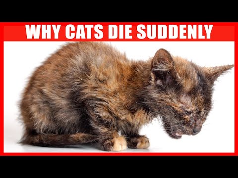 What is the Most Common Cause of Cat Death?