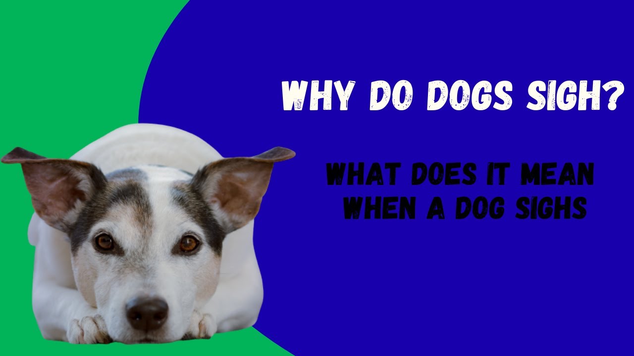 What Does It Mean When a Dog Sighs?