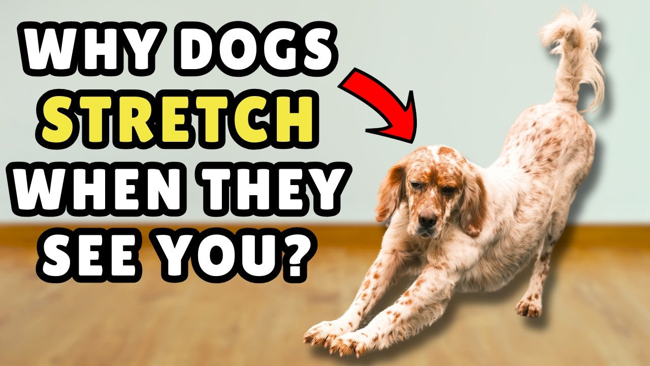 Dog Stretch Dogs Stretch: Connecting Through Canine Behavior - NoKa&AuroraStone