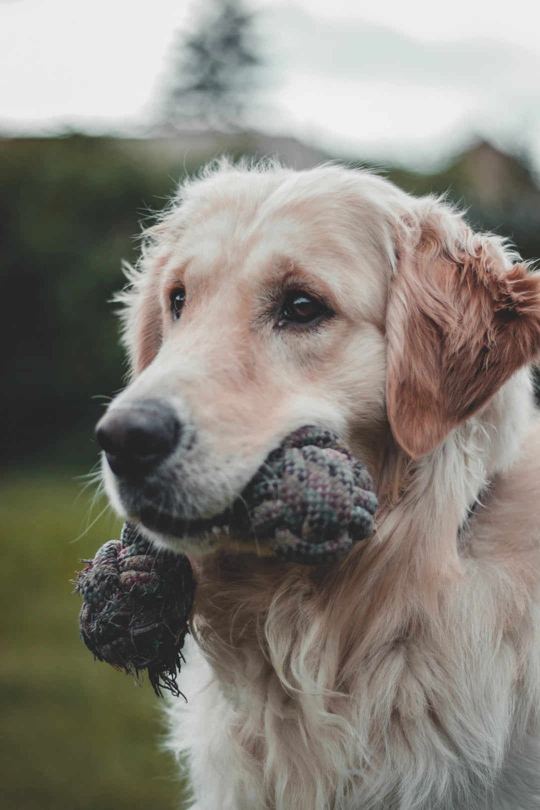Engaging Chew Toys for Dogs with Fun Sounds