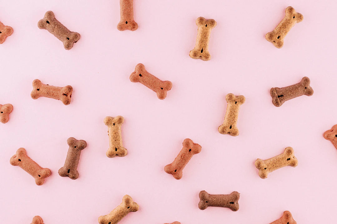 Ceramic Slow Feeders and Durable Tug Toys for Dogs