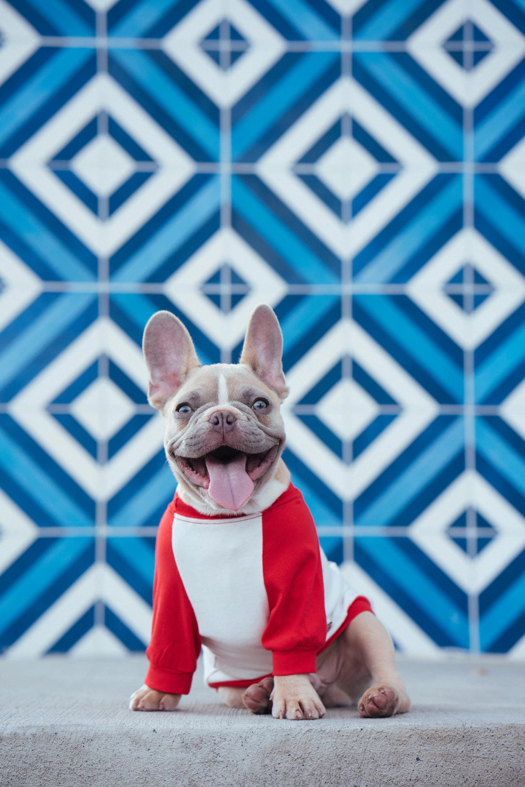 Stylish Ceramic Pet Bowls and Accessories for Festive Fun
