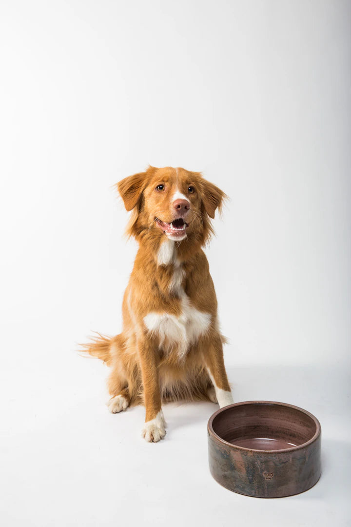 The Benefits of Ceramic Bowls For Pet Dining