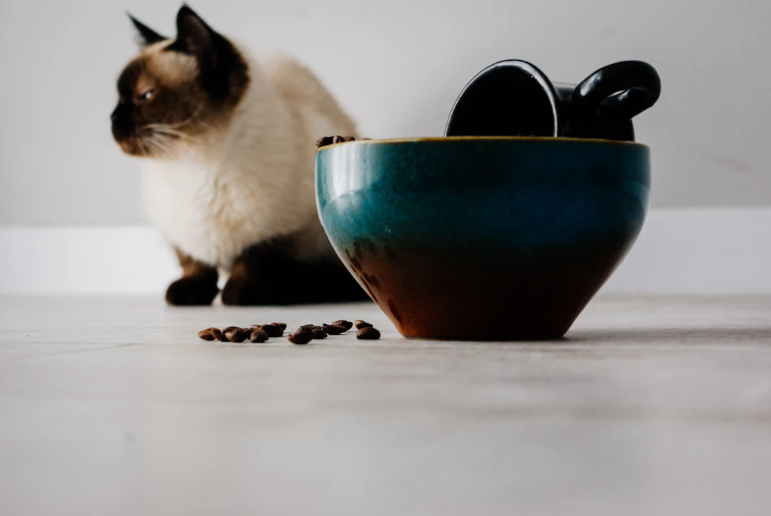 Creative DIY Ideas to Customize Your Ceramic Pet Bowls