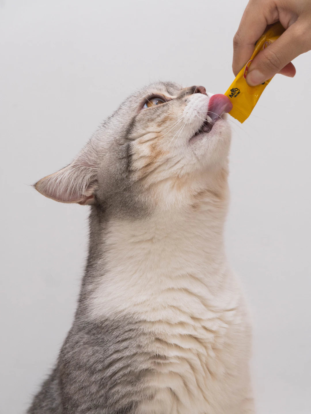 Enhance Your Cat's Dental Health with Fun Chewing Toys