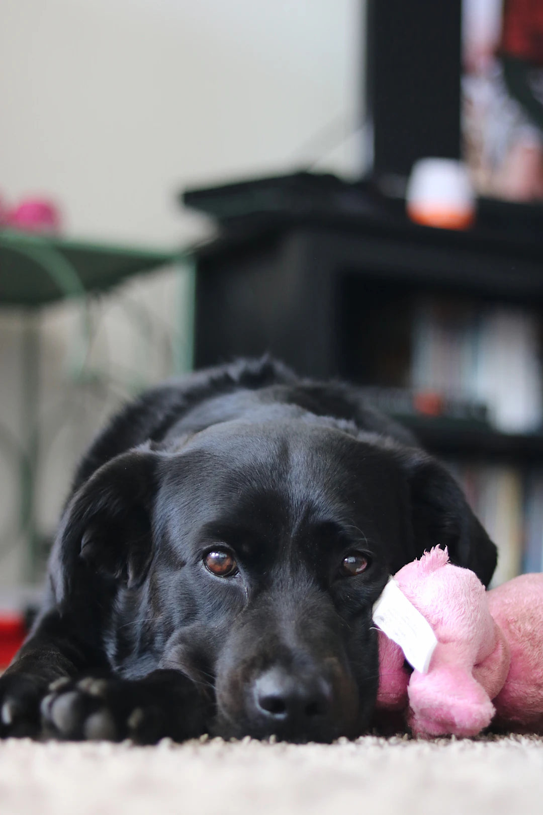 Engaging Plush Chew Toys for Gentle Playtime with Pets
