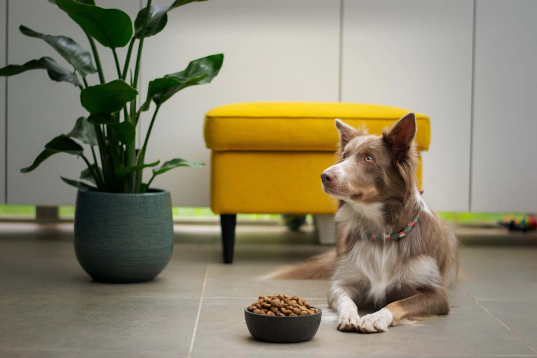 Balancing Functionality and Style in Pet Feeding Solutions