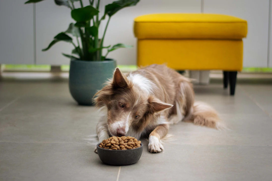 Mastering Slow Feeding Mechanics for Happy, Healthy Pets