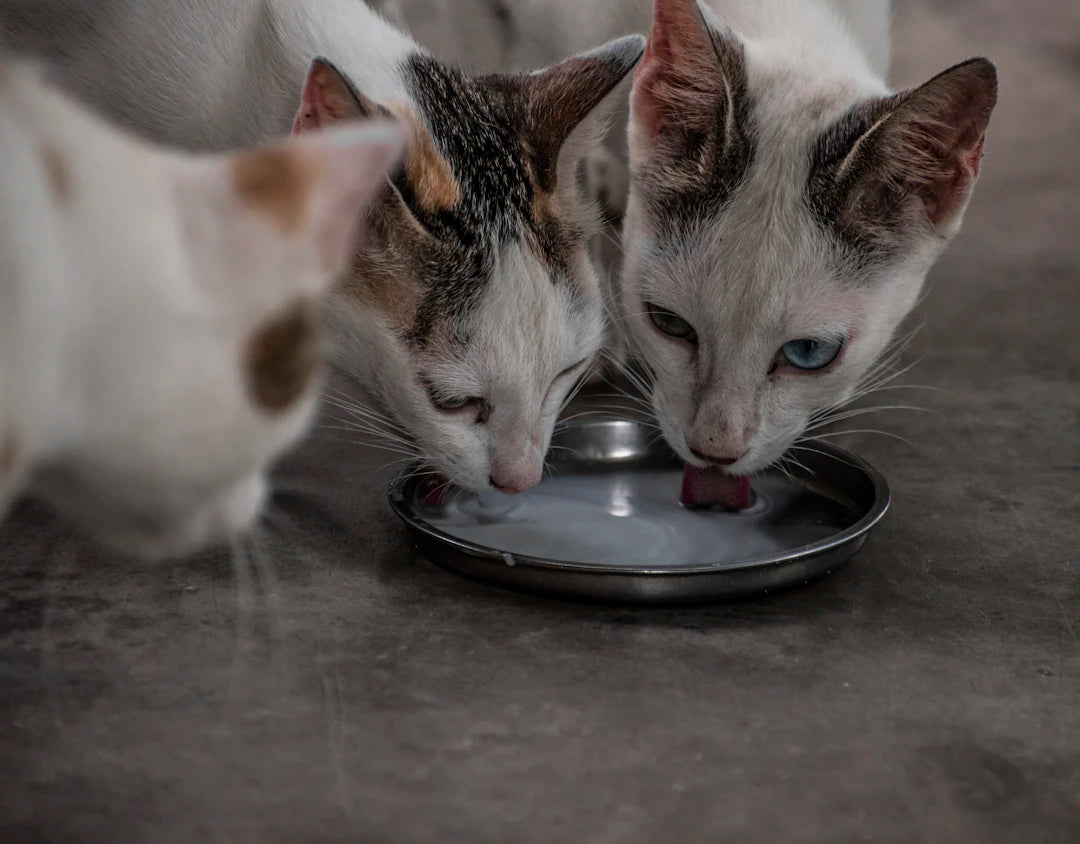 Enhancing Pet Health The Benefits of Slow Feeding