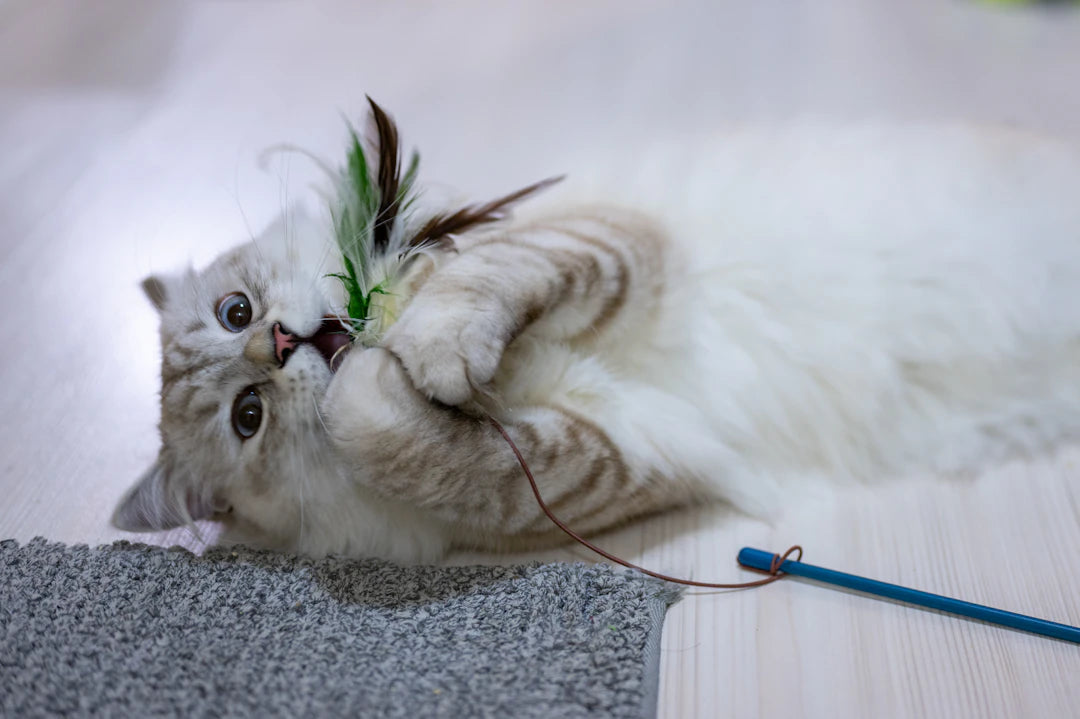 Ceramic Pet Bowls  Enrichment Toys for Healthy Cats