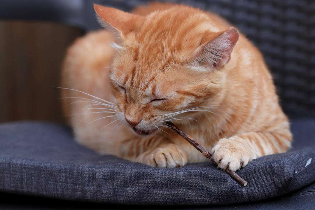 Ceramic Pet Bowls for Cats Natural Chew Toys for Dental Care