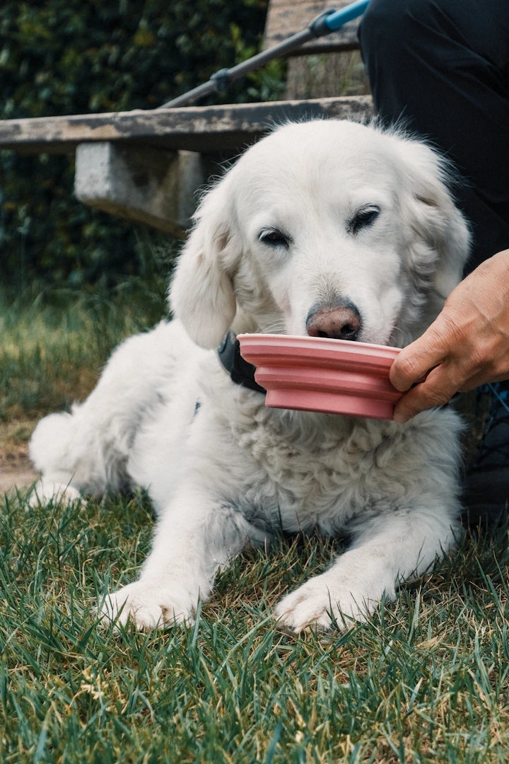 Portable Ceramic Pet Bowls for Stress-Free Travel