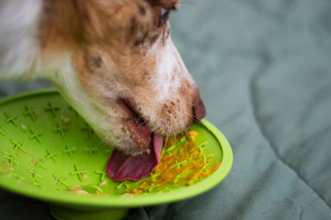 Transforming Pets Success Stories with Slow Feeding
