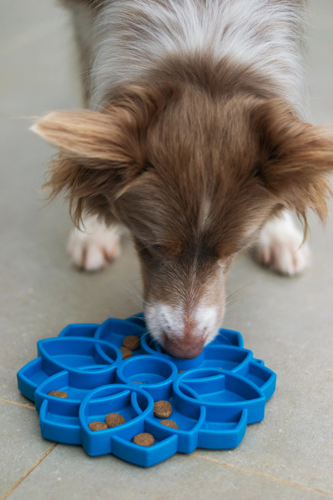 Interactive Chew Toys for Anxiety Relief in Dogs