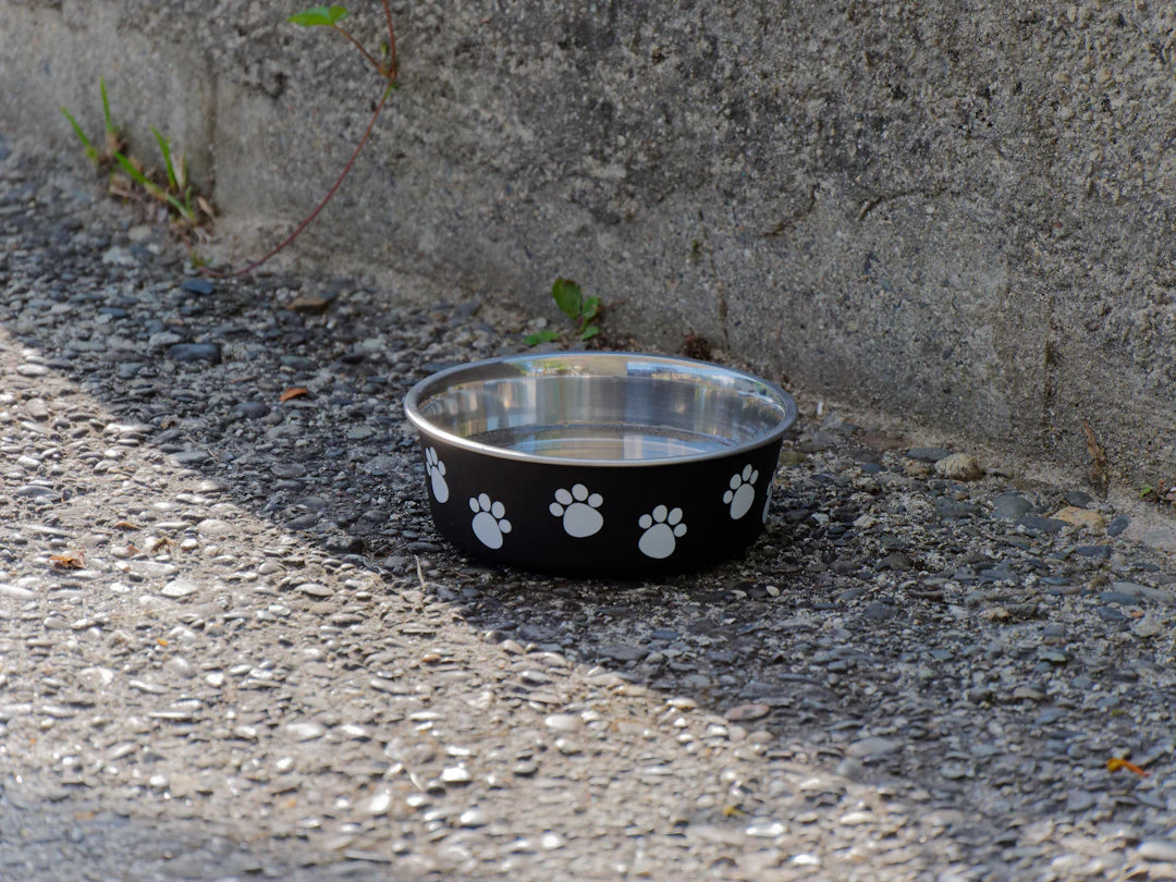 Choosing Safe Materials for Pet Bowls Allergy Solutions