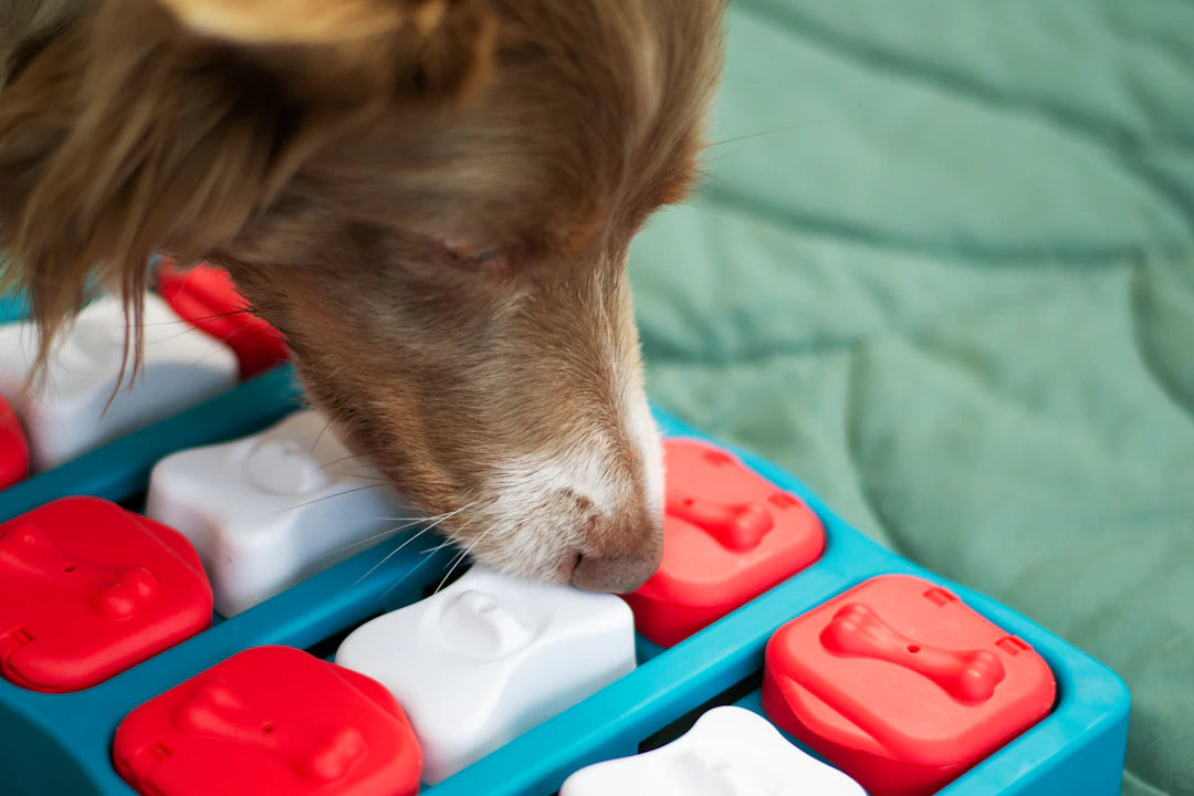 Mastering Pet Nutrition Slow Feeders  Common Feeding Issues