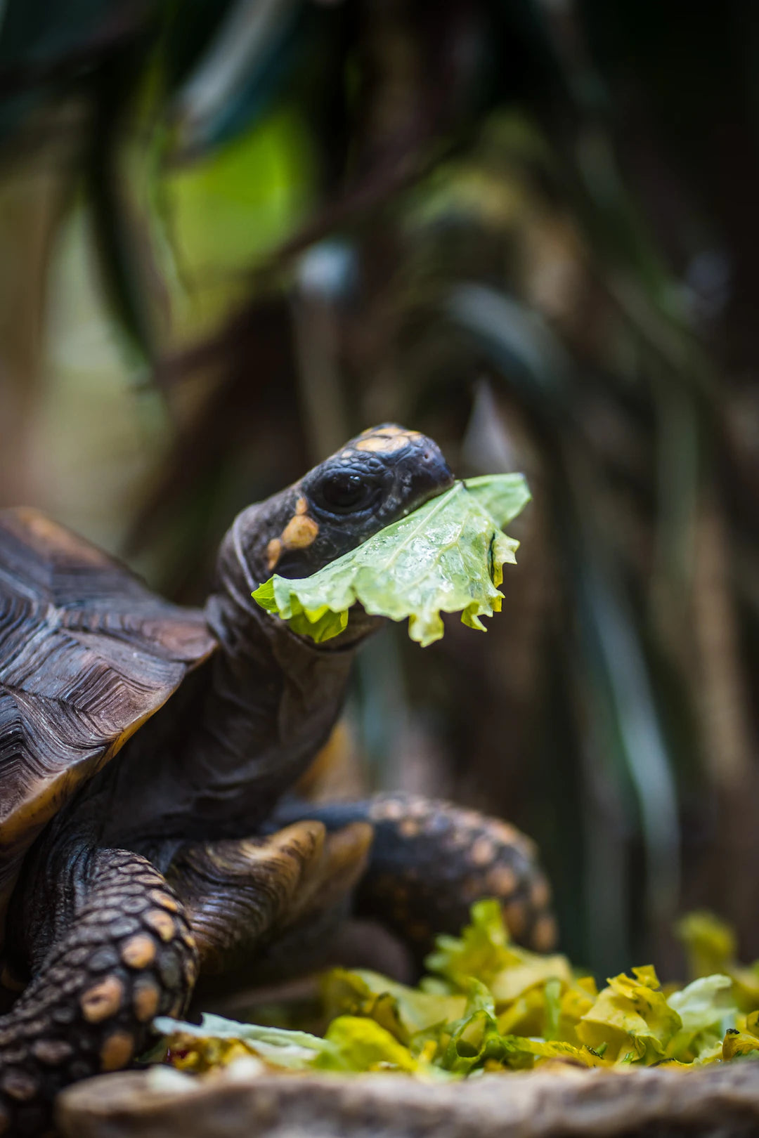 Nutrition Tips to Enhance Slow Feeding for Pets