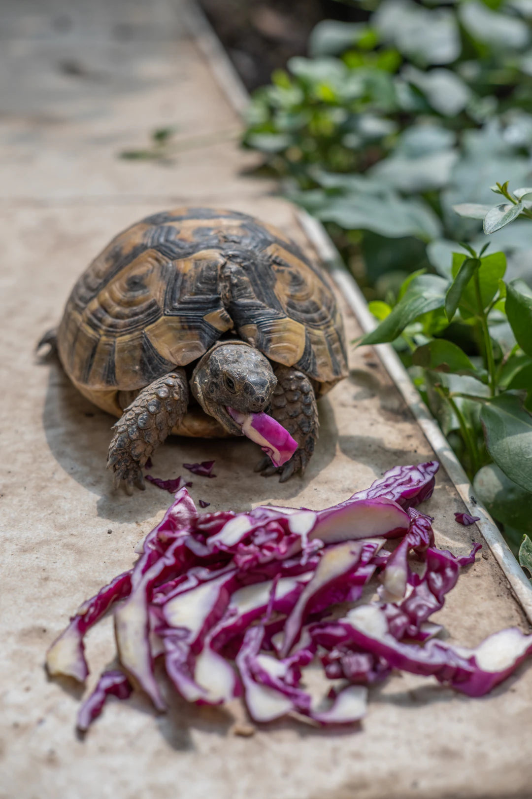 Teach Your Pet to Slow Down with Ease