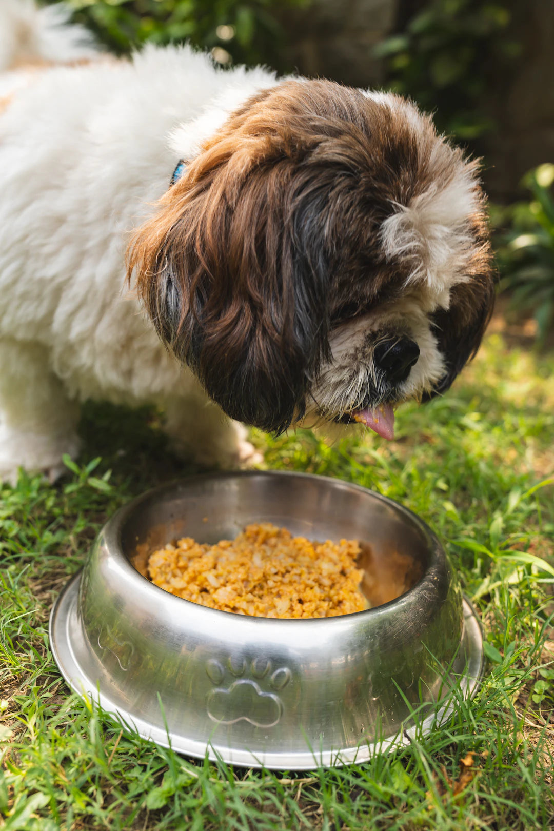 Unlocking the Secrets of Your Pet's Eating Habits
