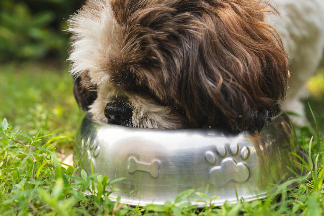 The Impact of Bowl Design on Your Pet's Eating Habits