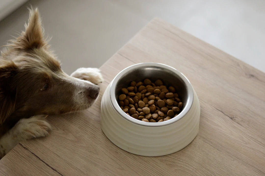 Choosing the Right Size Ceramic Bowl for Your Pet's Needs