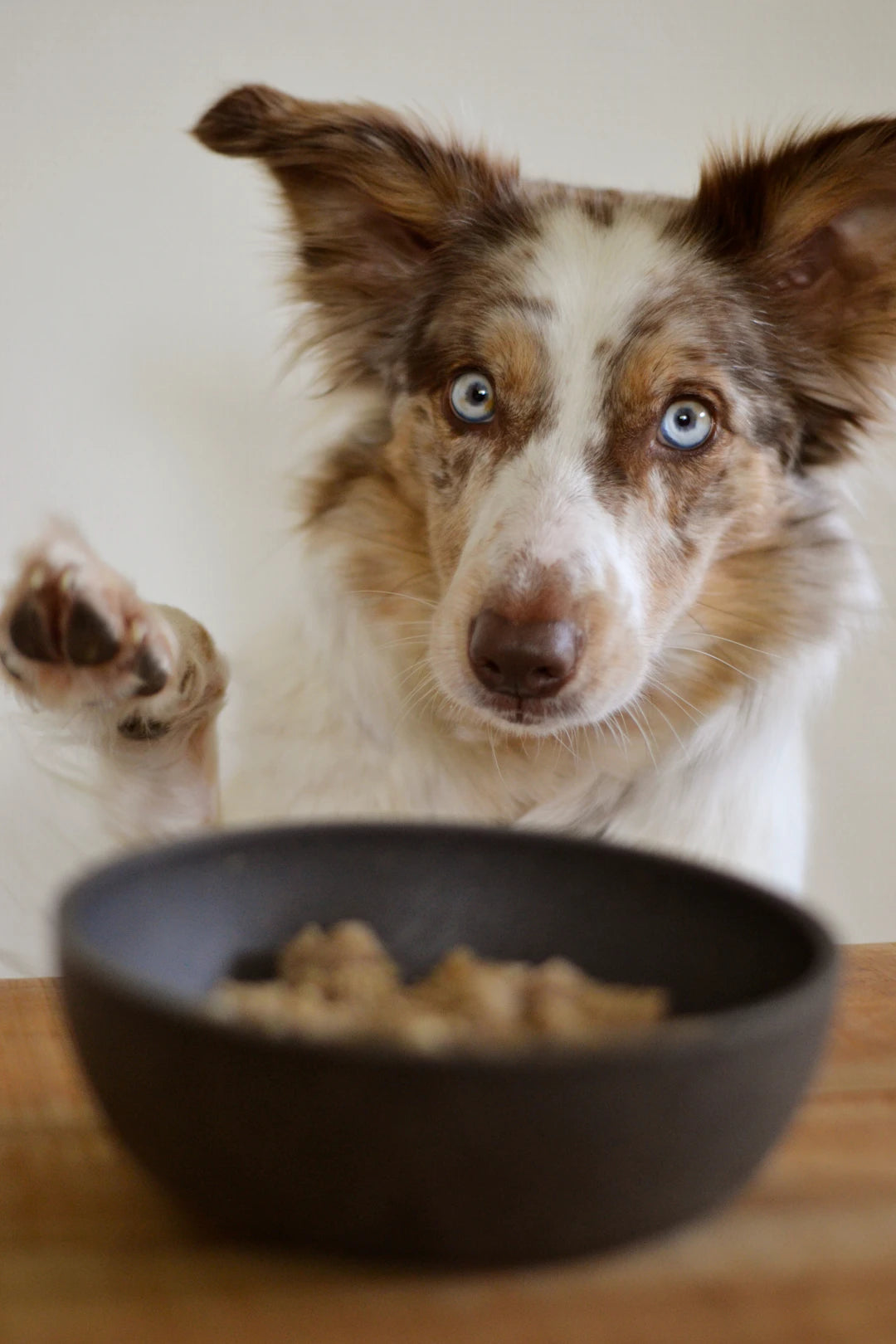 Mastering Portion Control for Every Pet Breed
