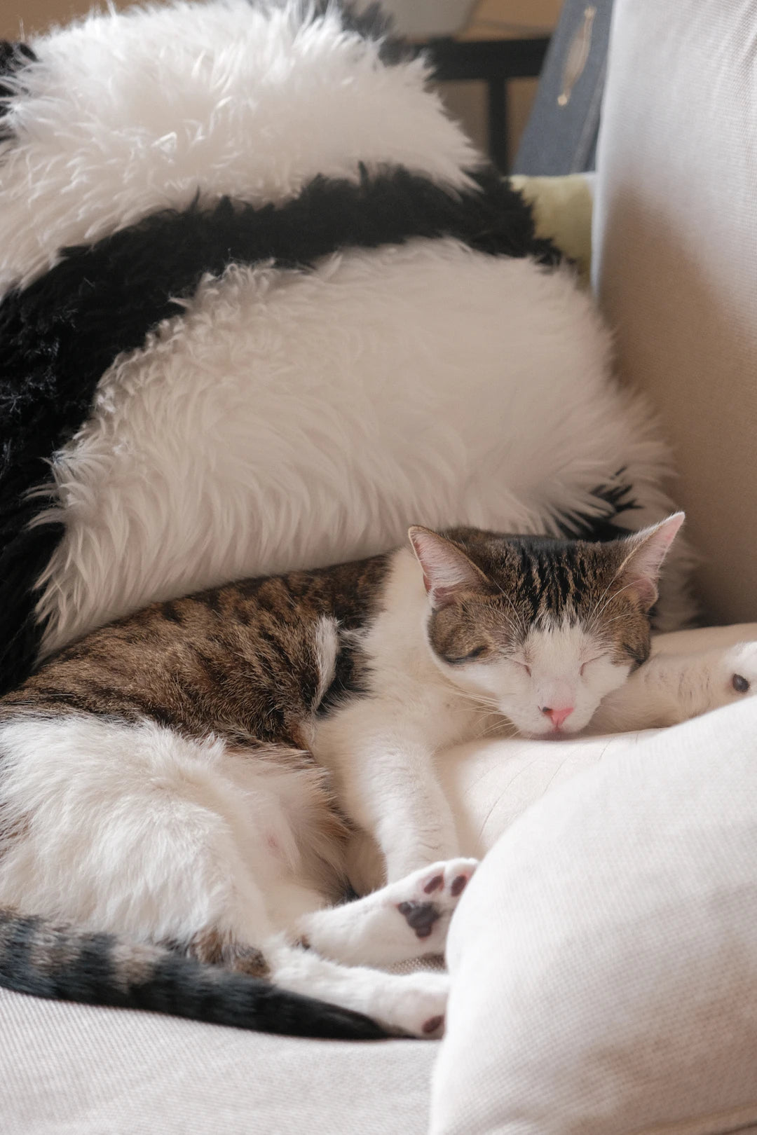 Ceramic Pet Bowls  Comfort Pillows for Cozy Rest