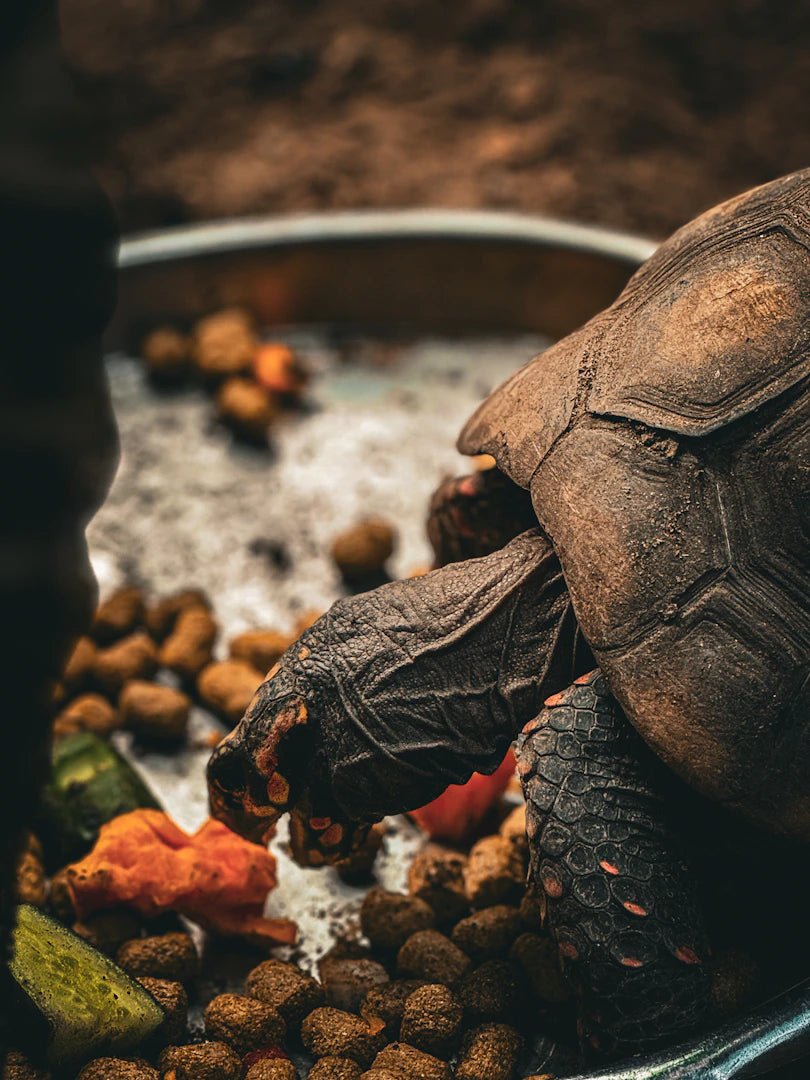 The Science Behind Slow Feeding How It Affects Digestion