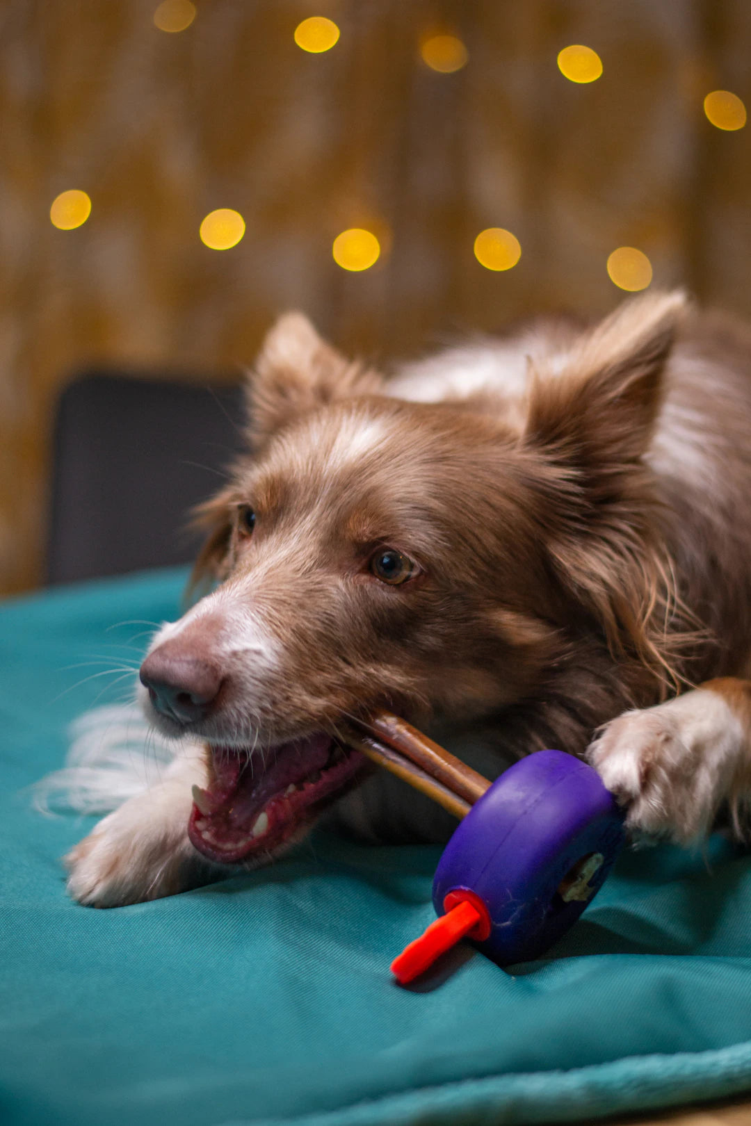 Durable Chew Toys Enhancing Dental Health for Large Dogs