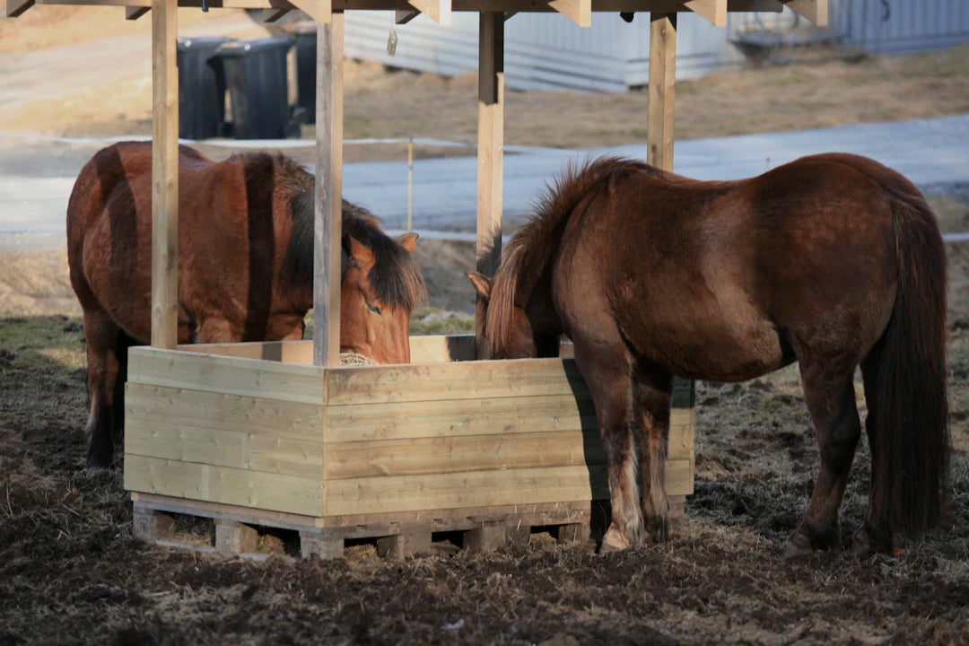 Understanding the Different Types of Slow Feeders