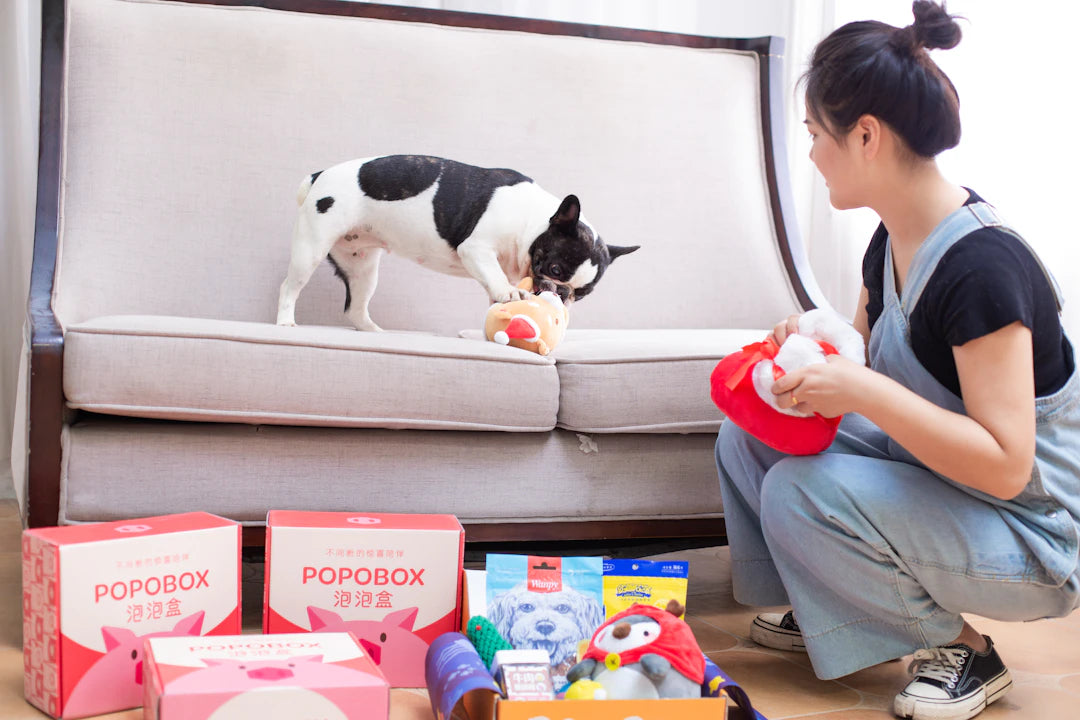 Ceramic Pet Bowls and Interactive Toys for Happy Playtimes