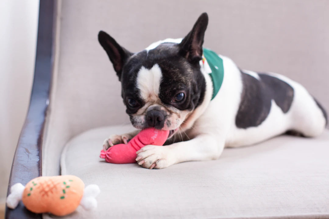 Durable Chew Toys for Cats and Dogs Fun and Functional