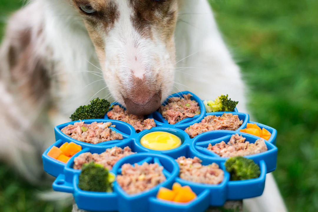 Enhance Your Pet's Health with Slow-Feeding Ceramic Bowls