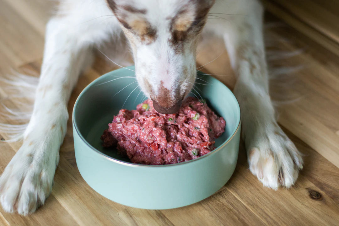Master the Art of Transitioning Your Pet to a Slow Feeder