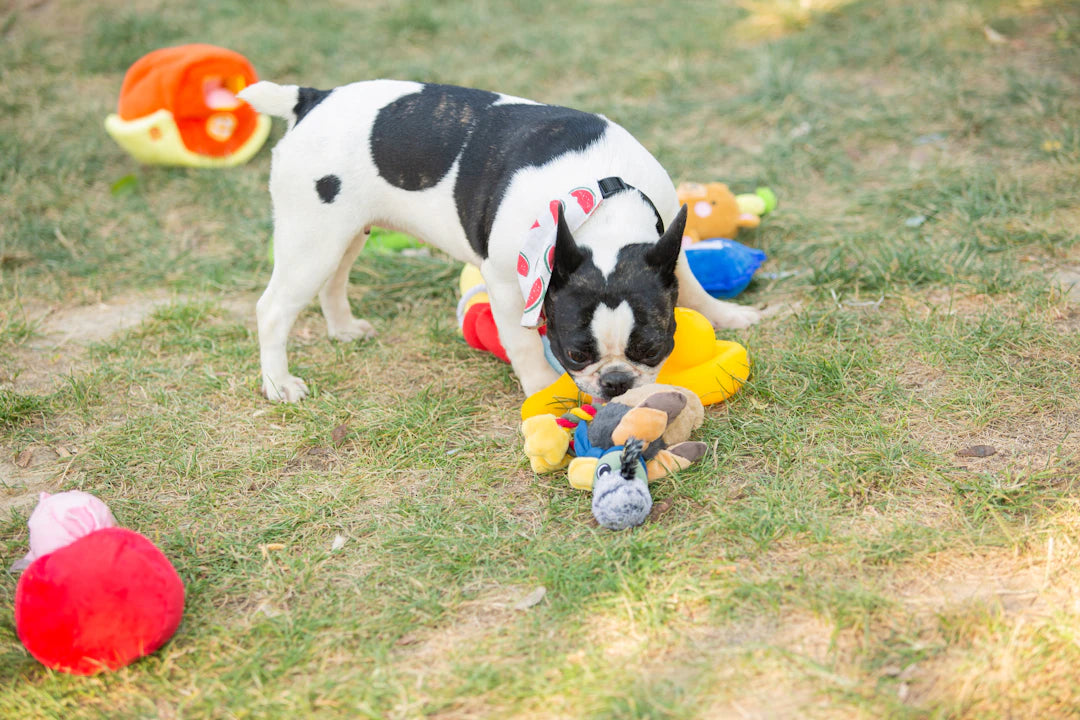Engaging Puzzle Toys for Dogs and Cats' Slow Feeding
