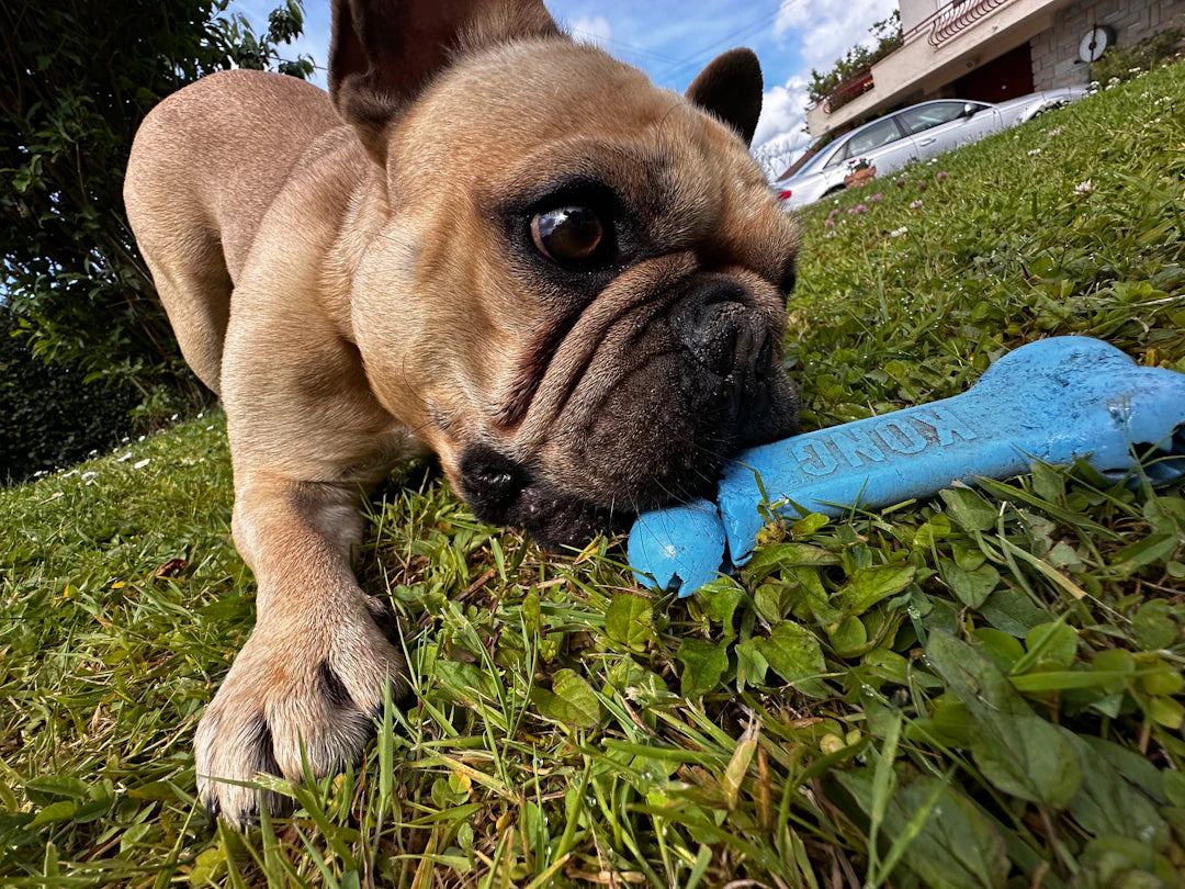 Interactive Chew Toys for Healthy Playtime Fun