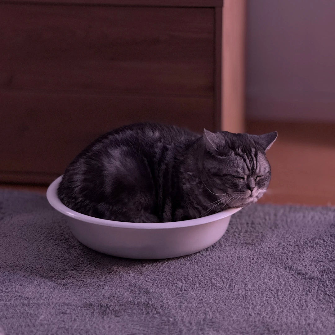 Creating a Relaxing Eating Environment for Your Pet