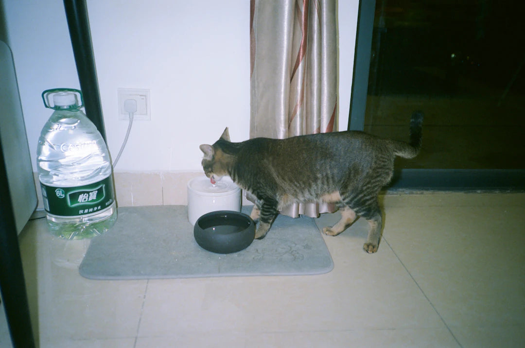 Crafting the Ideal Feeding Station for Your Beloved Pet