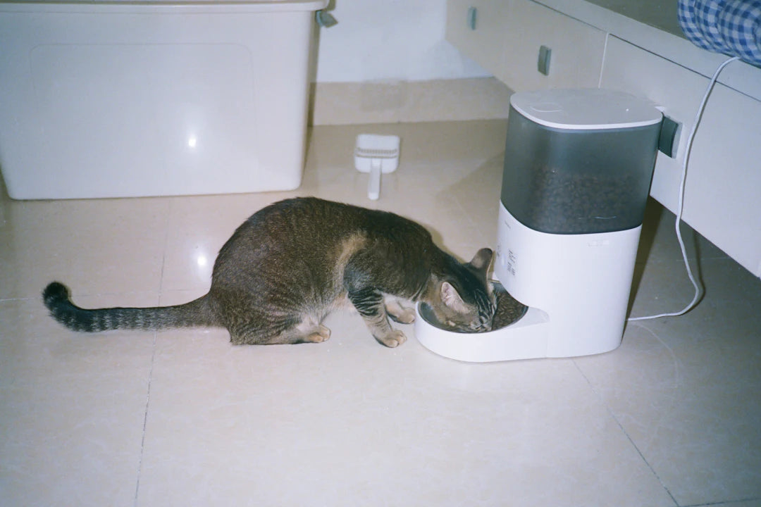 Mastering the Slow Feed Transitioning Your Pet Effectively