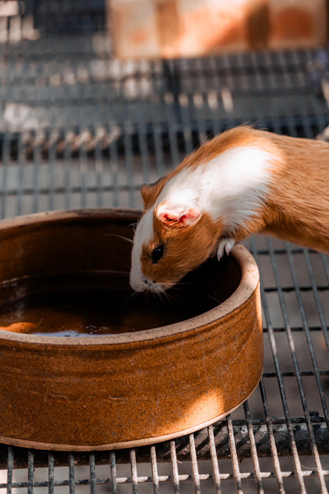 Why Ceramic Pet Bowls Are Your Best Choice
